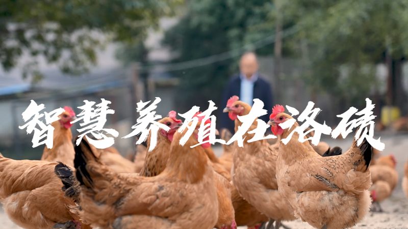 酶制剂：揭秘其分类与关键用途**
