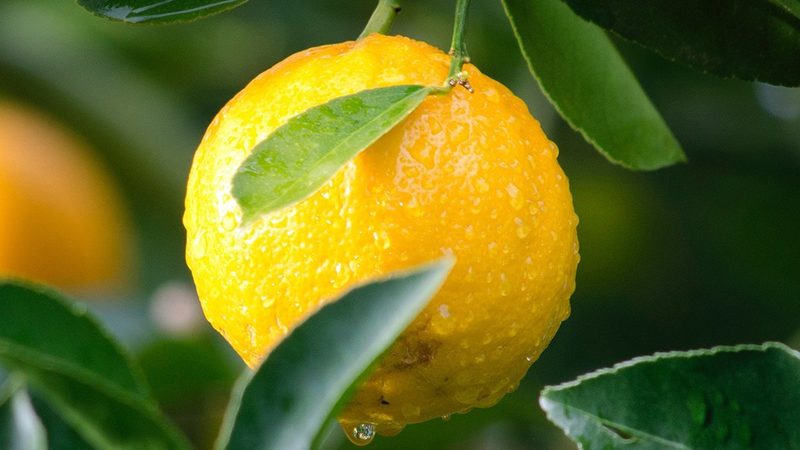 生物科技公司区域代理，个人能做吗？**